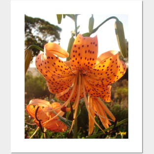 Tiger Lily Orange Posters and Art